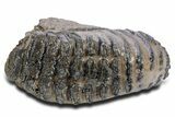 Southern Mammoth Upper M Molar - Hungary #357051-4